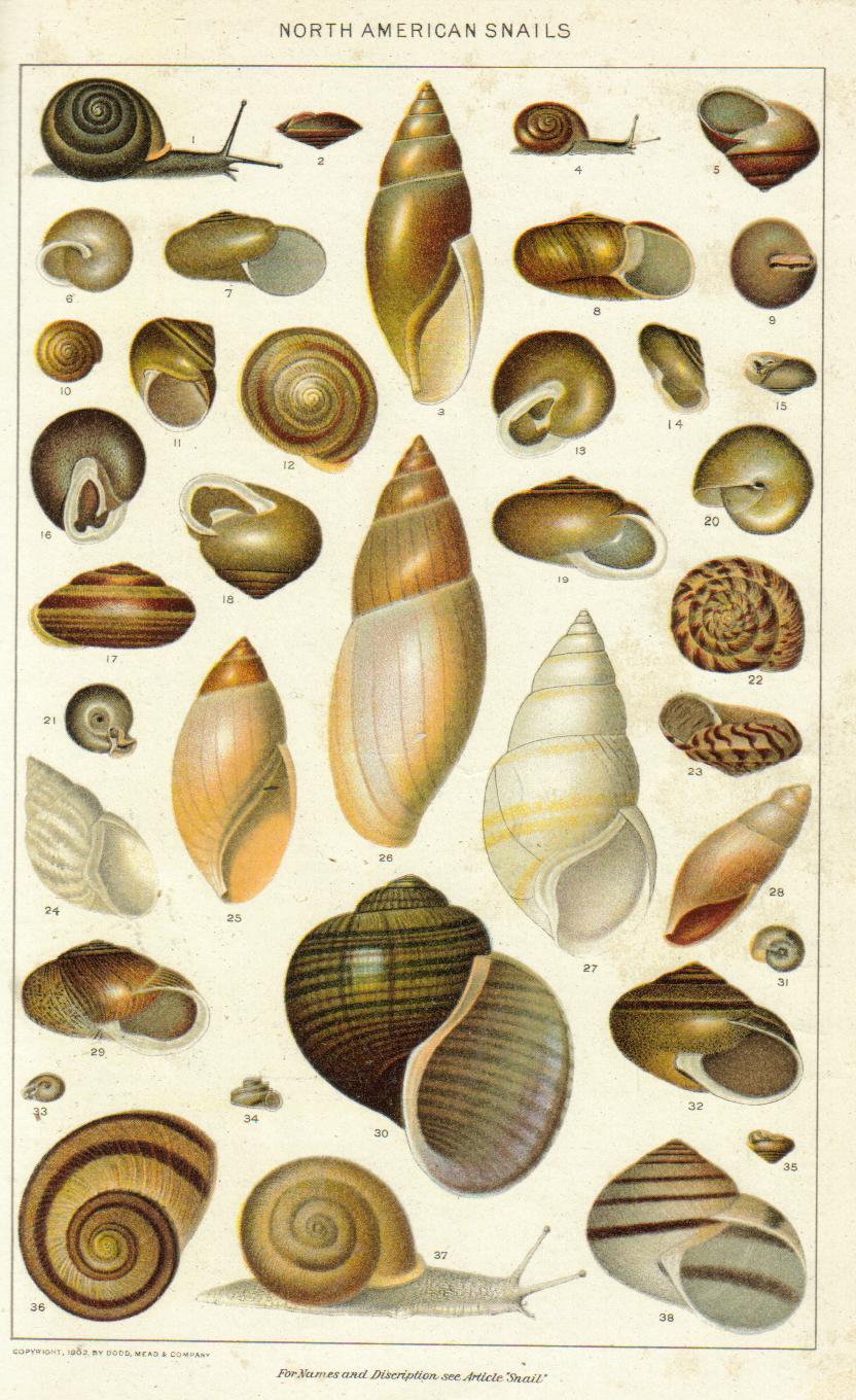 Land Snail