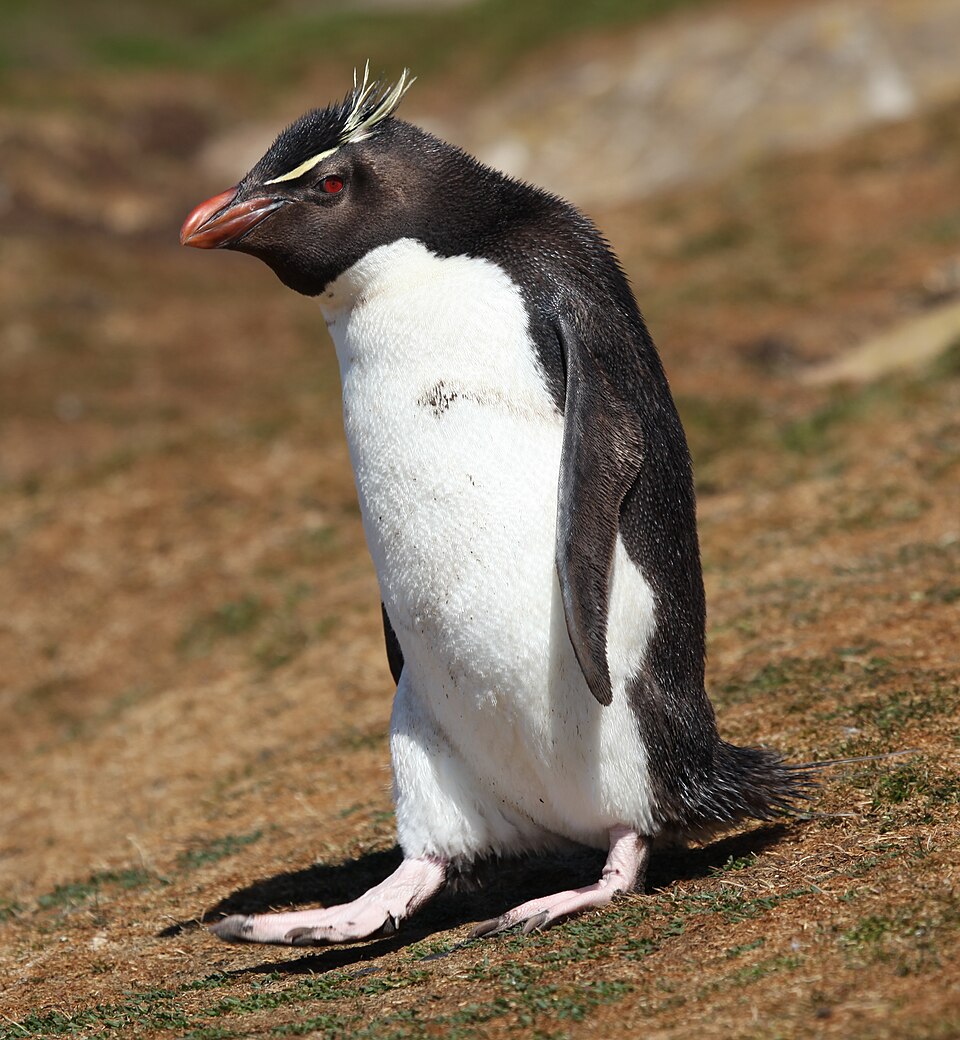 Rockhopper Penguin