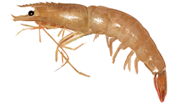Brown shrimp