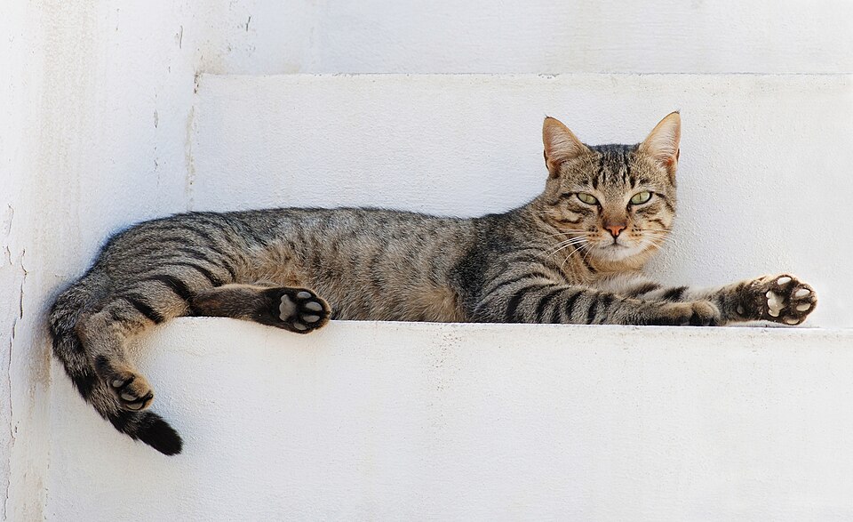 Cat — Do cats really have nine lives