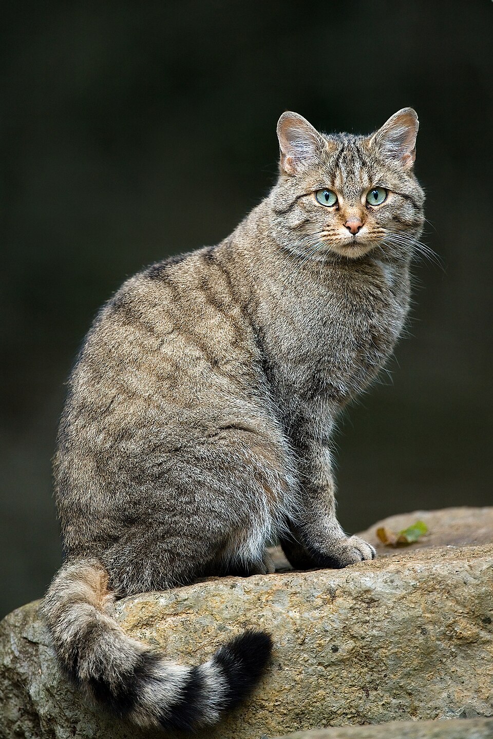 Wild cat