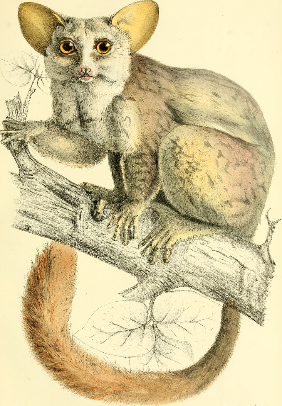 Galago