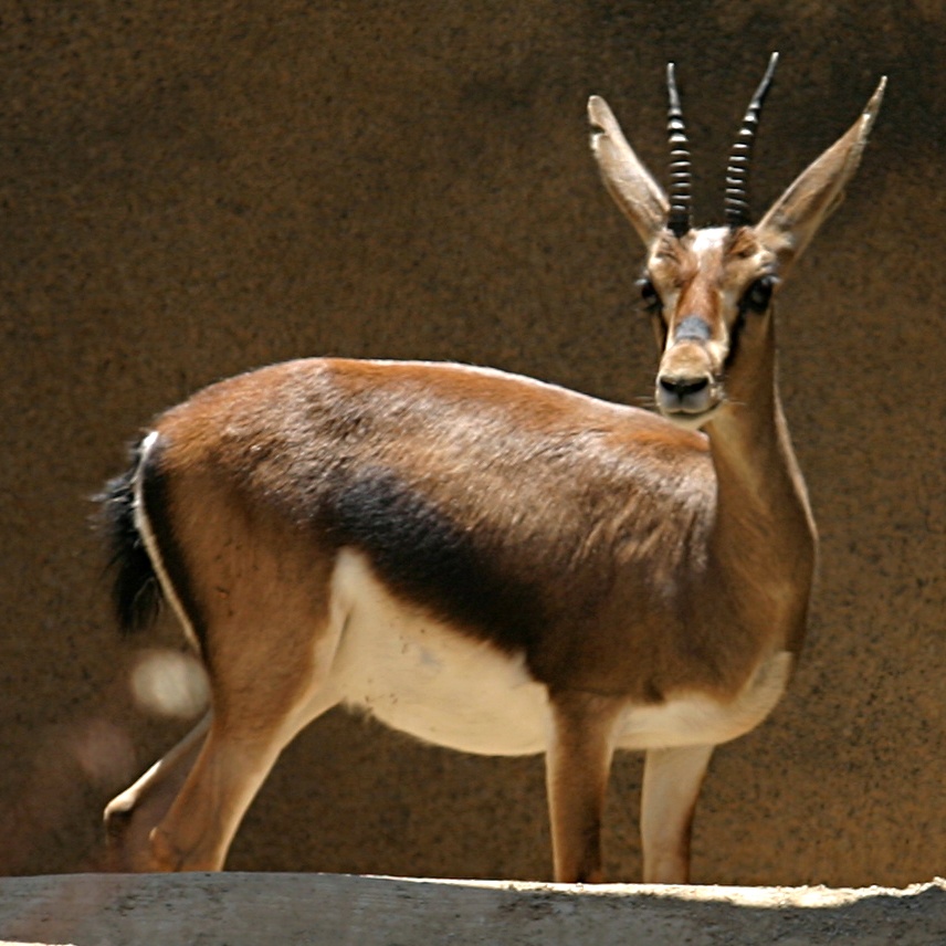 غزال كوفييه