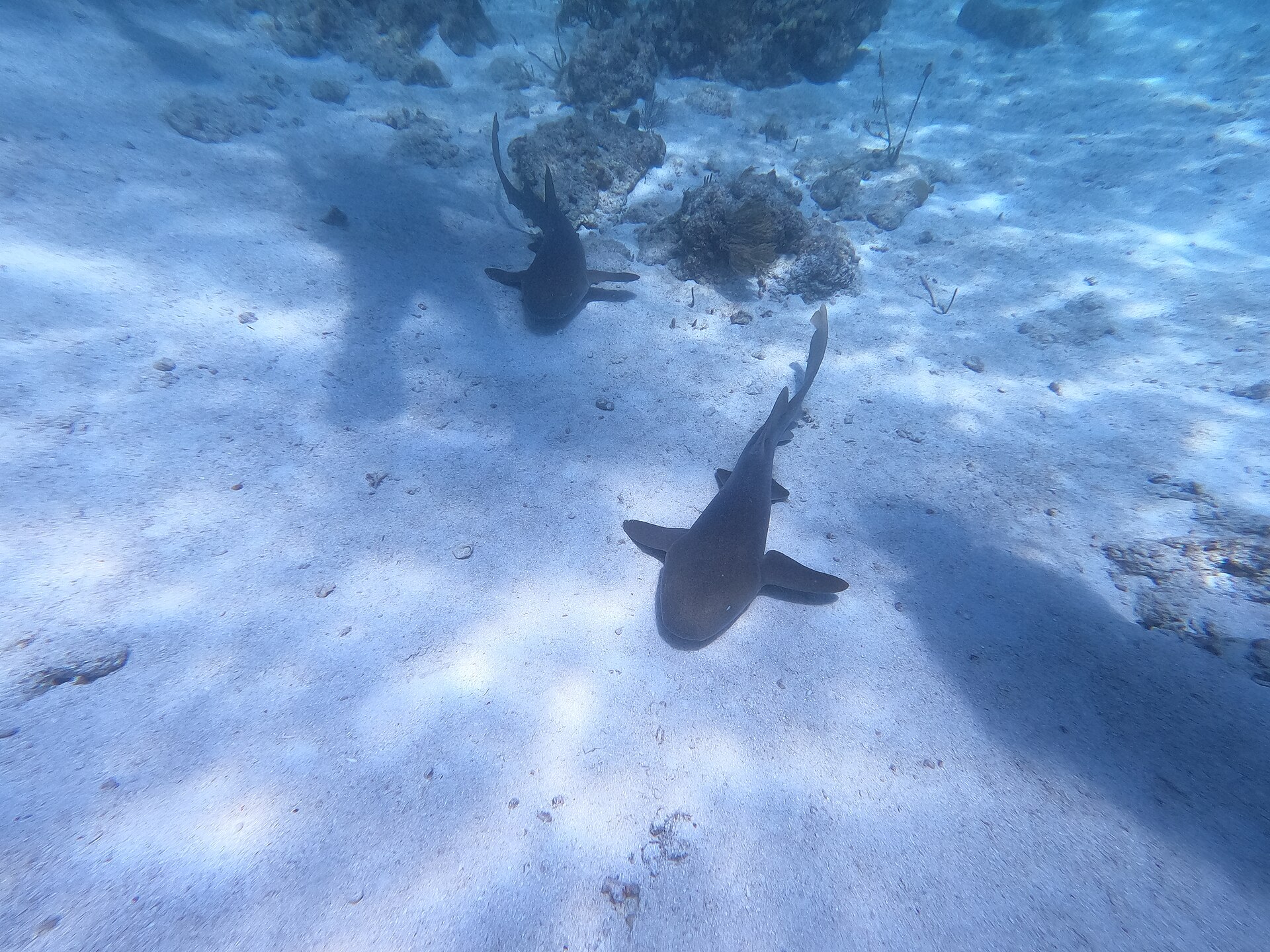 Requin nourrice