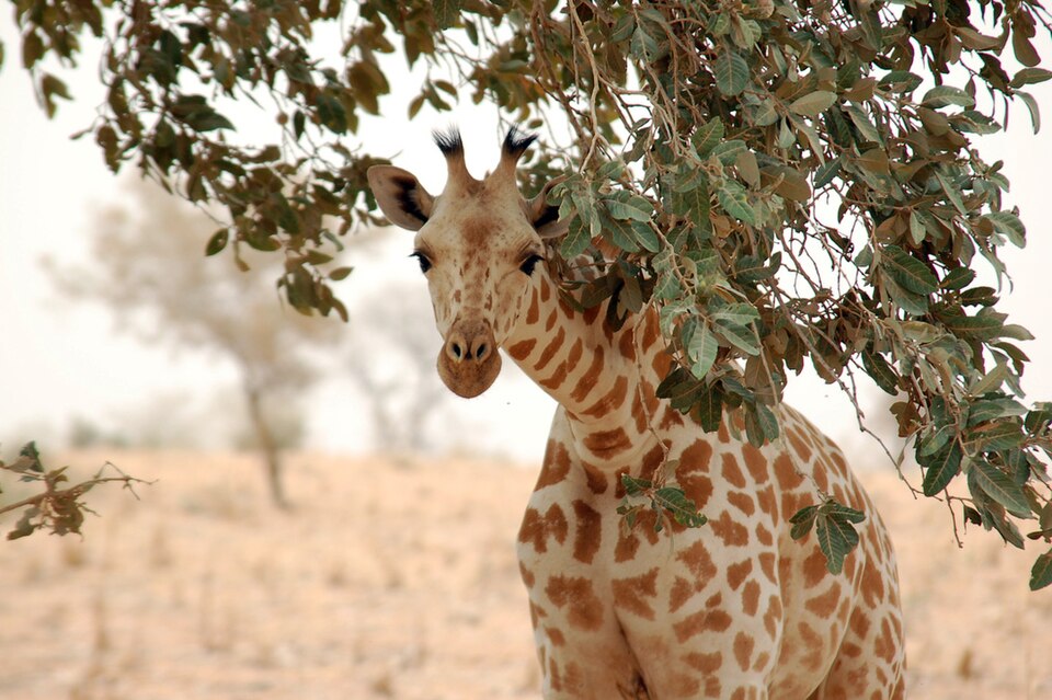 زرافة