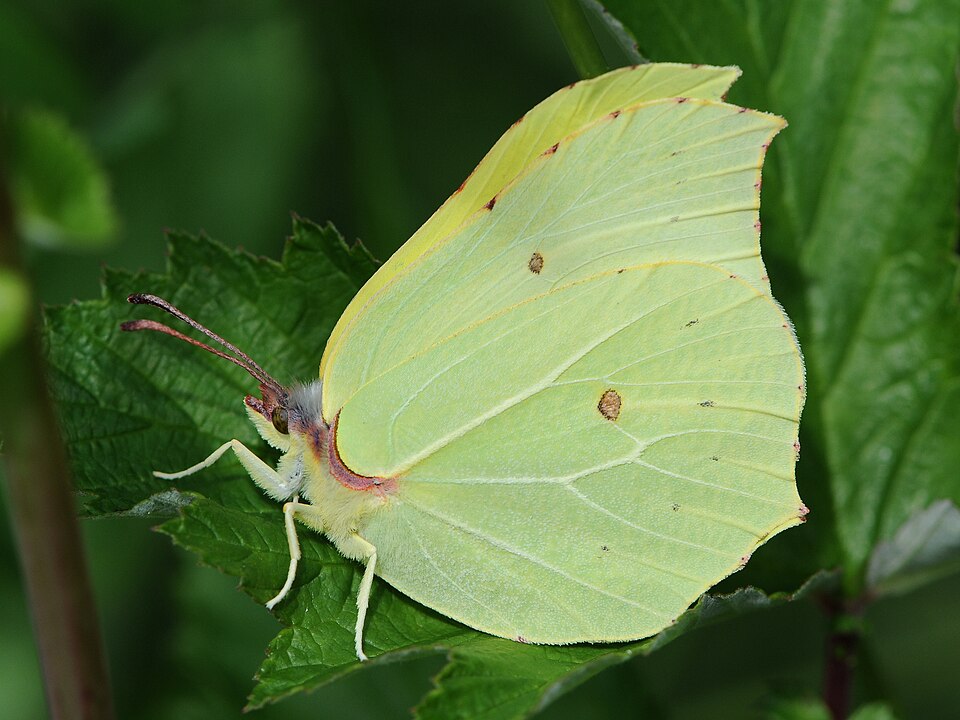 Citron