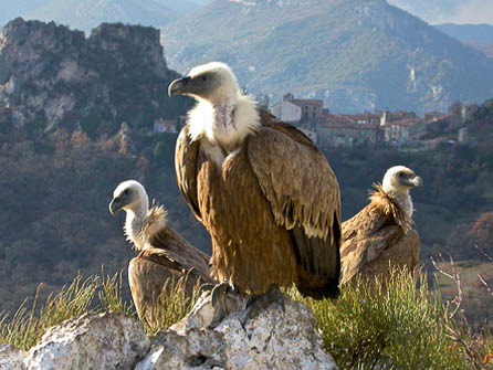 Vulture