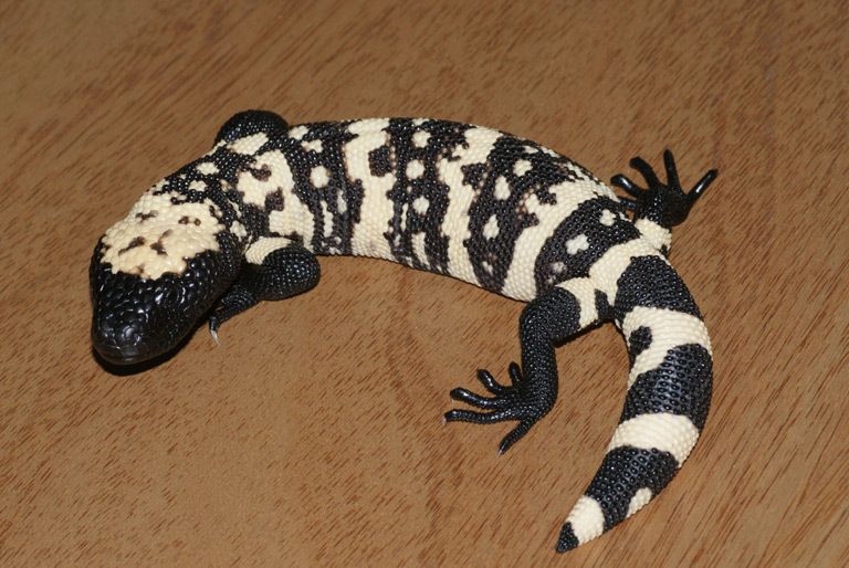 Gila monster