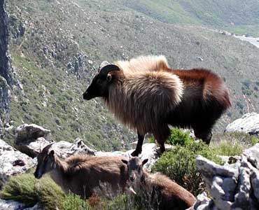 طهر الهيمالايا
