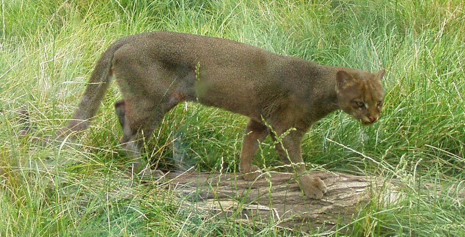 الجاغوارندي