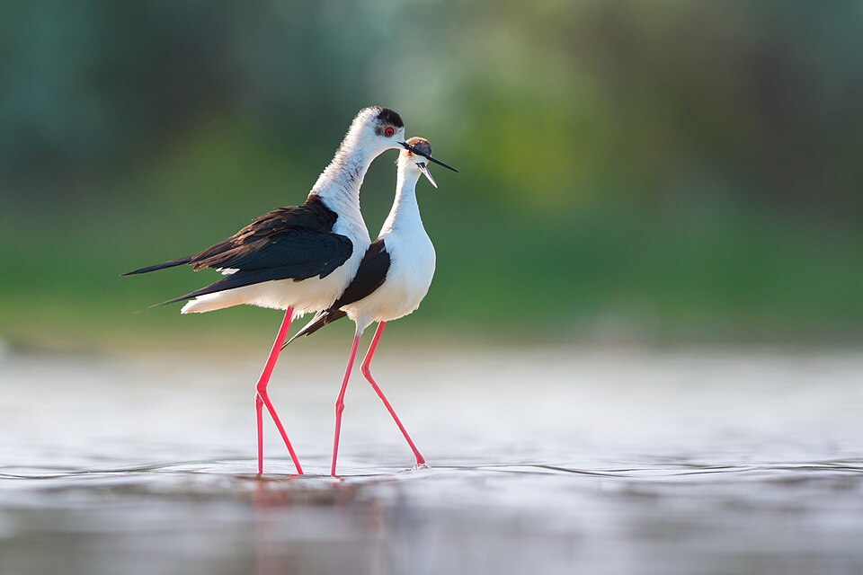 Black-winged Stilt