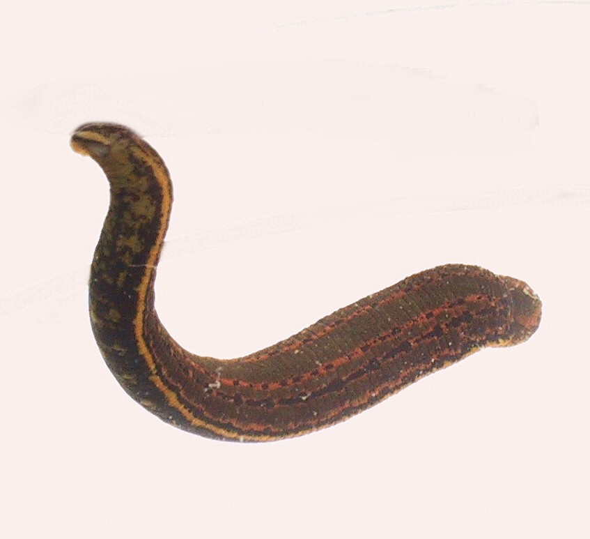 Sangsue
