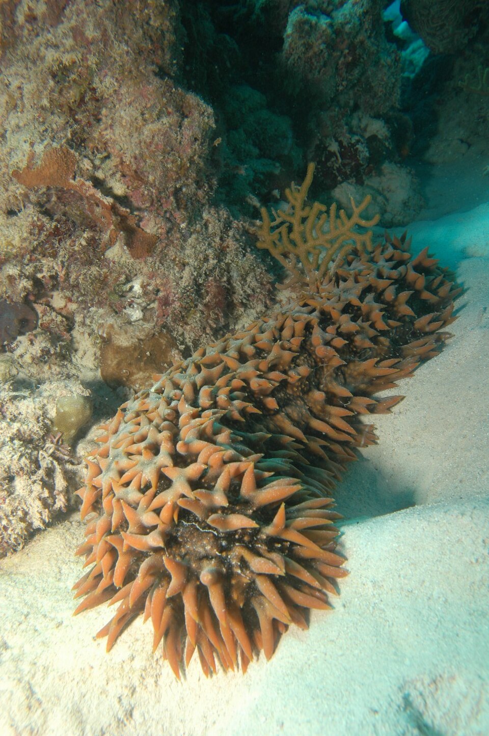 Concombre de mer