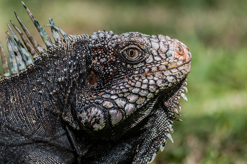 Iguane