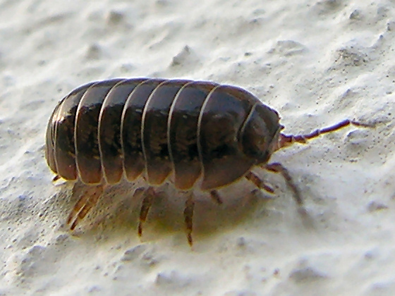 Isopode