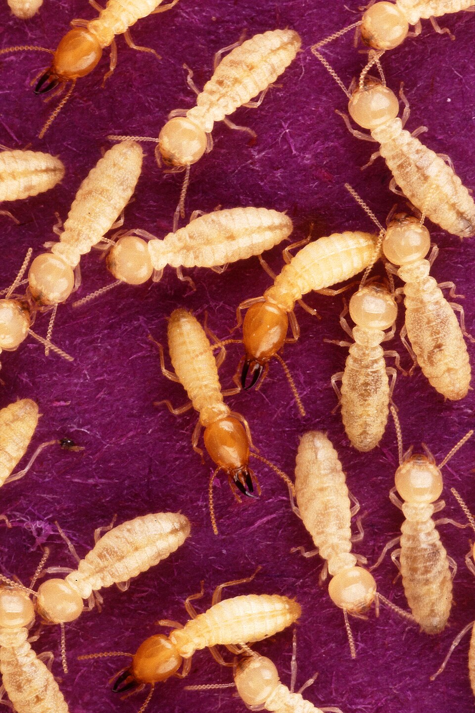 Termite