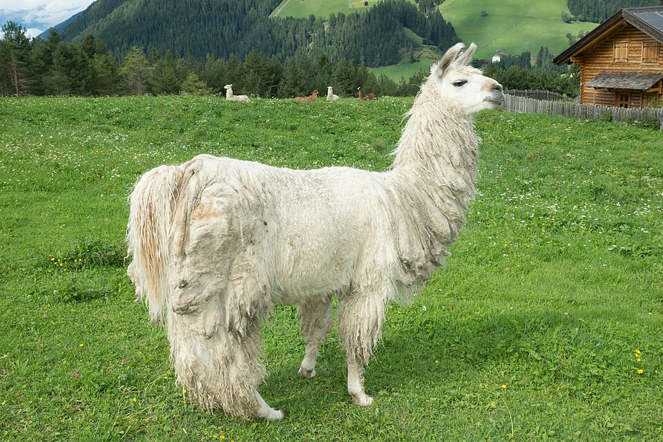 Lama