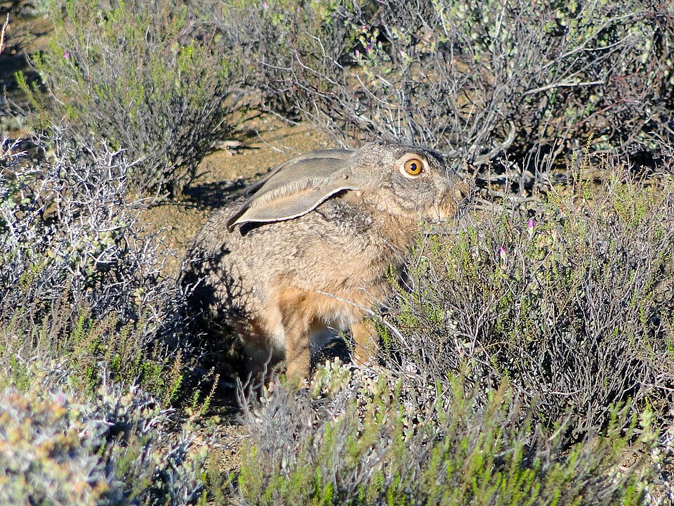 Lièvre du Cap
