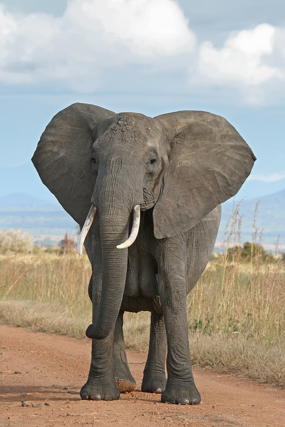 Éléphant de savane d'Afrique