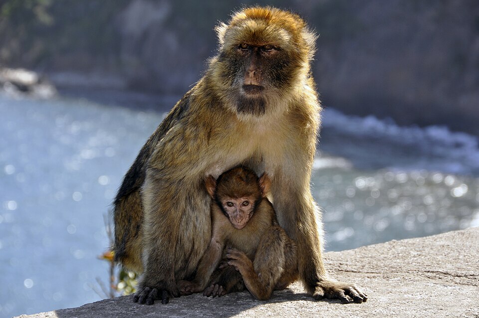 Macaque de Barbarie