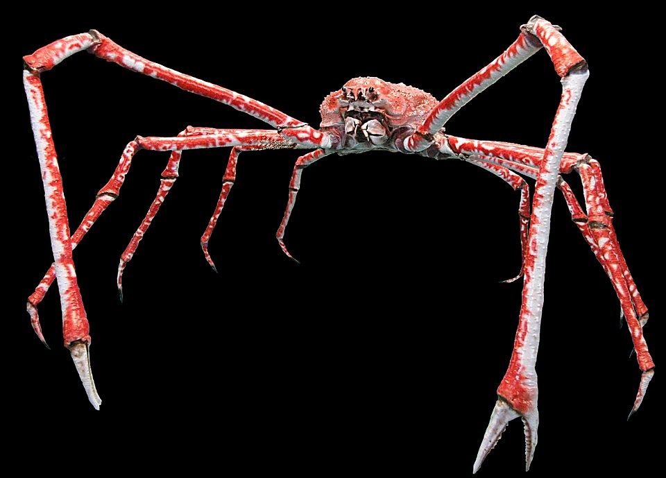 Crabe-araignée du Japon