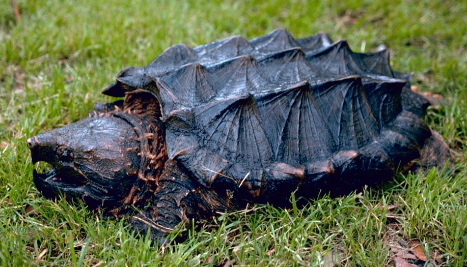 Tortue alligator