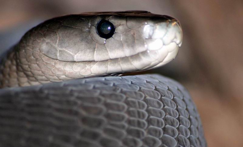 Mamba
