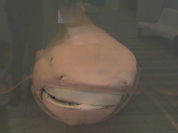 Megamouth Shark