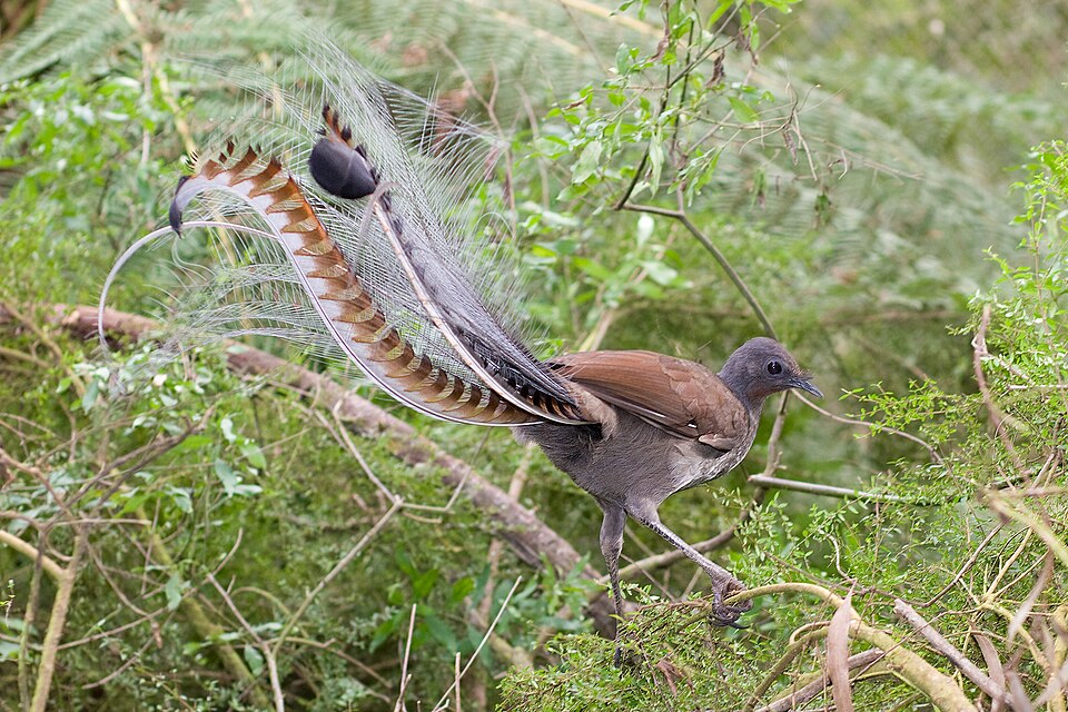 Oiseau-lyre