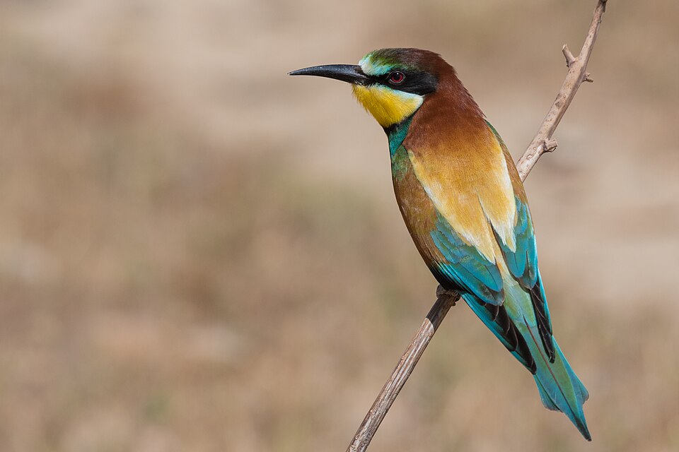 Bee-eater