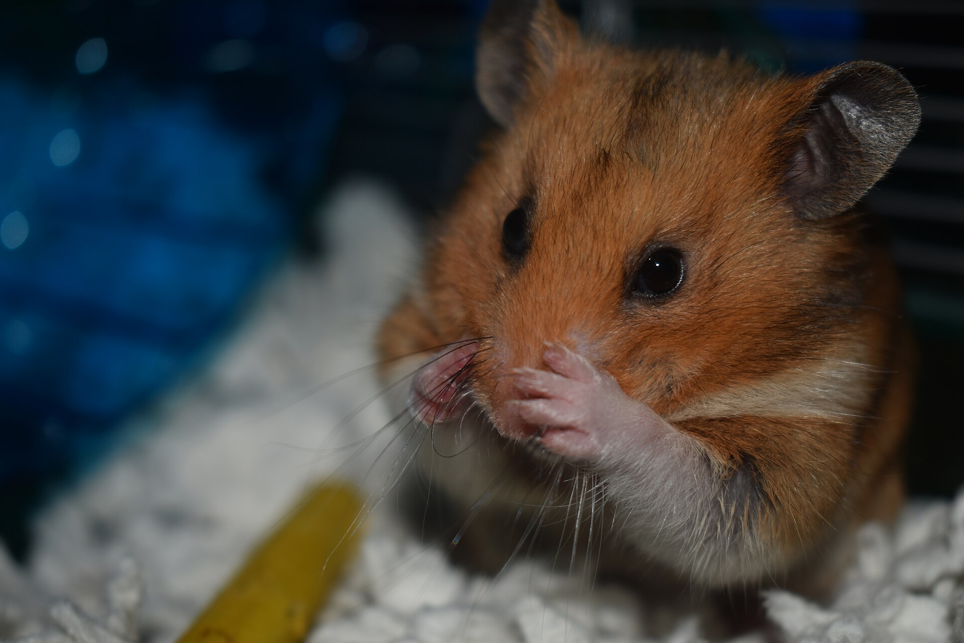 Hamster doré