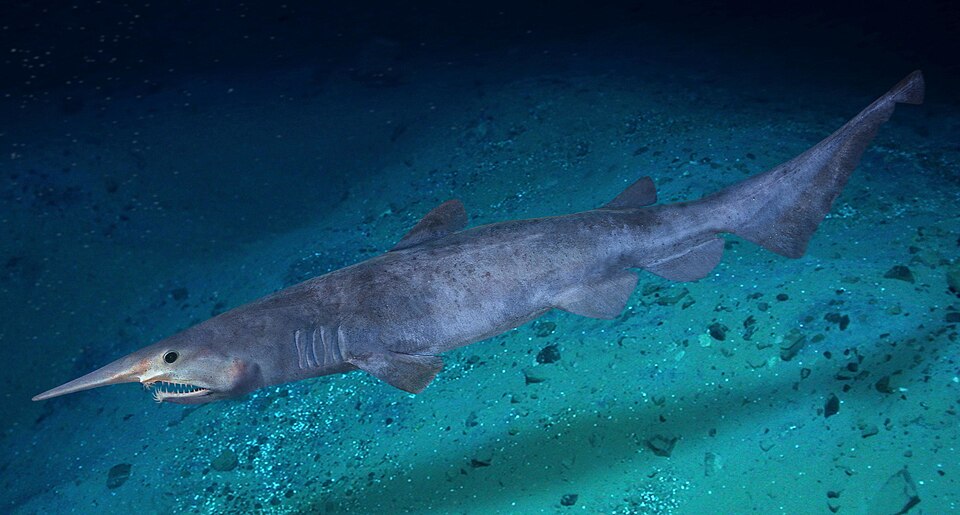 Requin-lutin