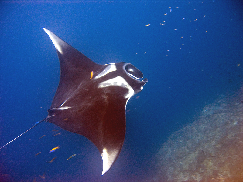 Raie manta