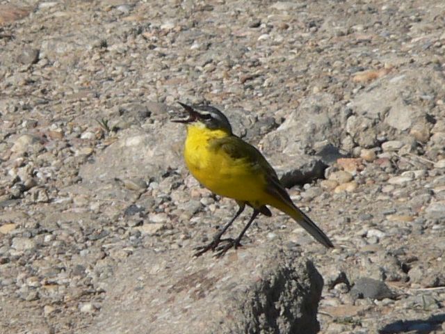 Wagtail