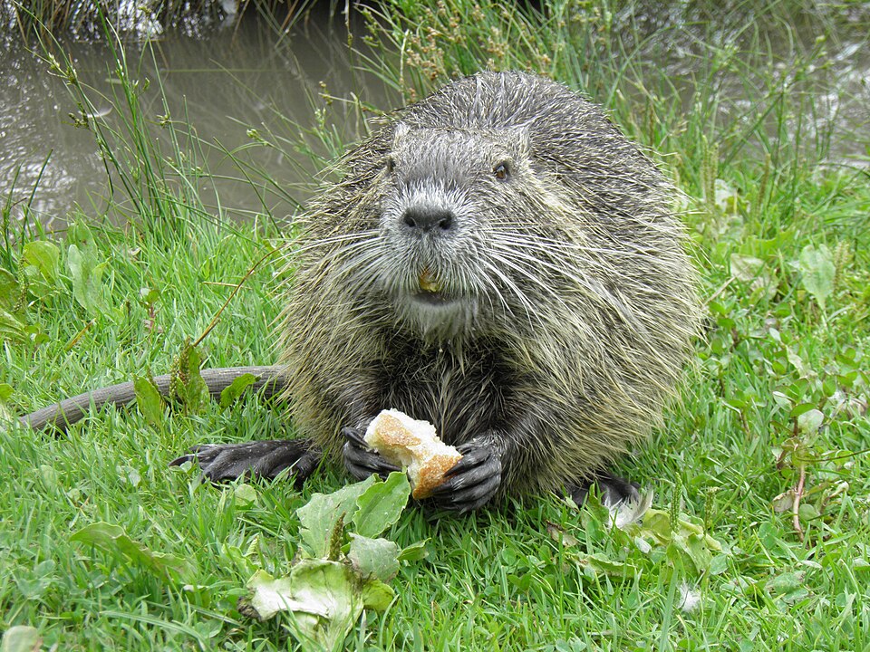 Nutria