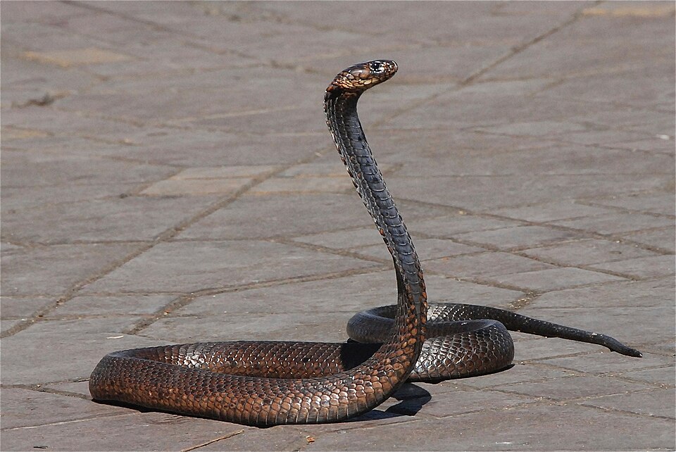 Cobra égyptien