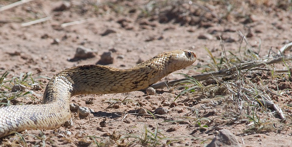 Cobra du Cap