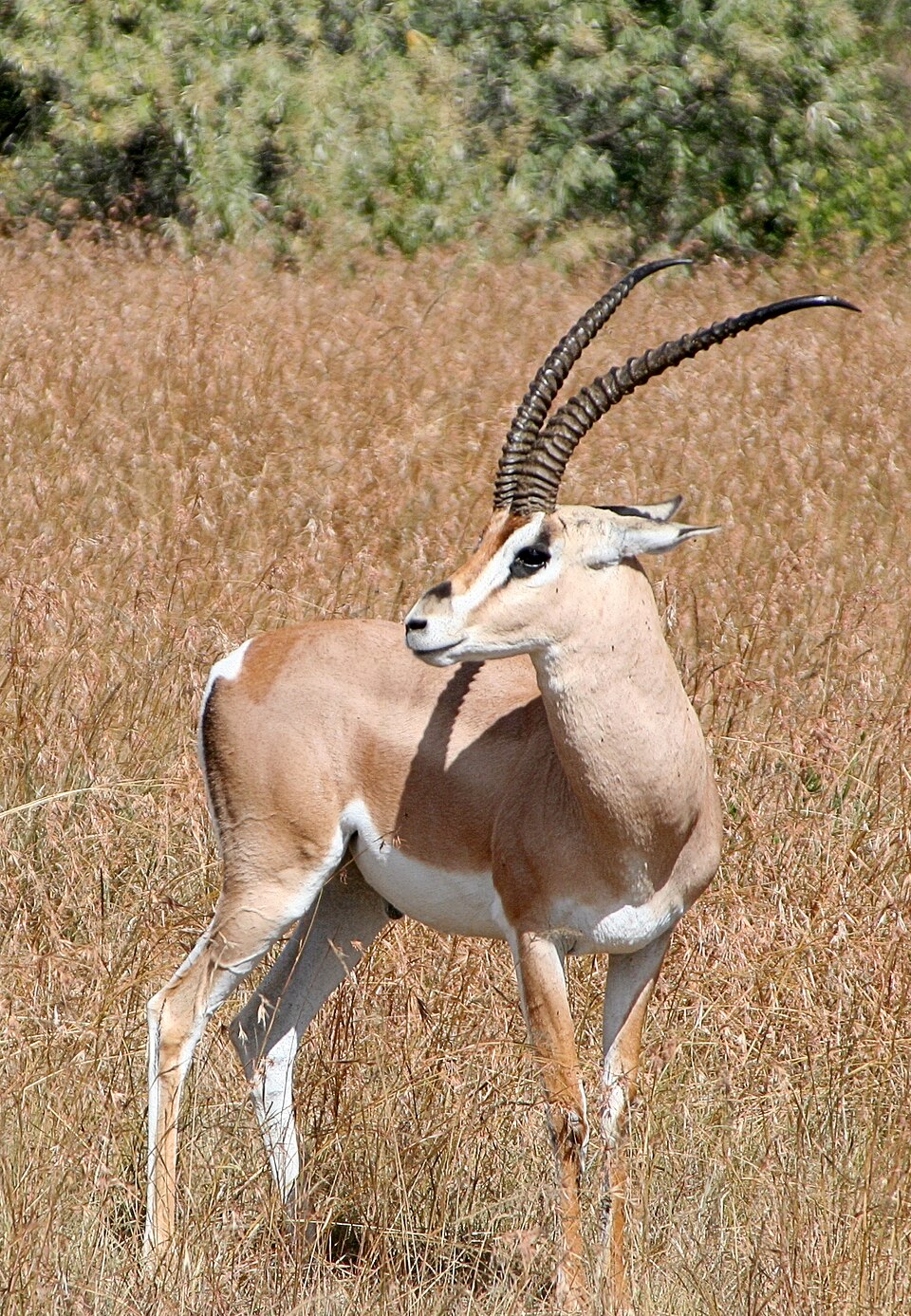 غزال جرانت