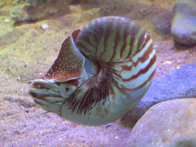 Nautile