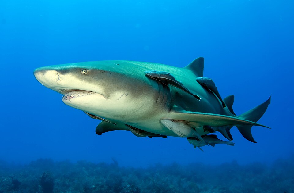 Requin citron