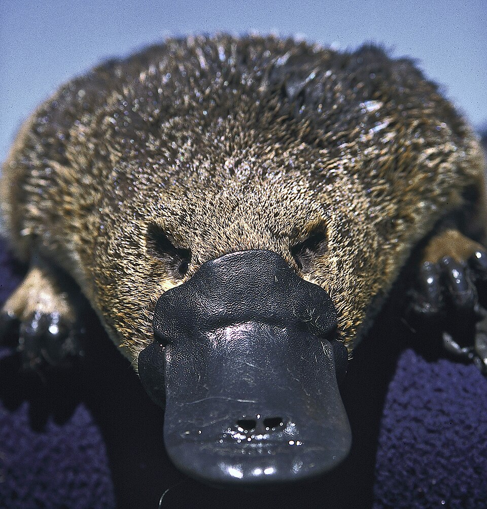 Ornithorynque