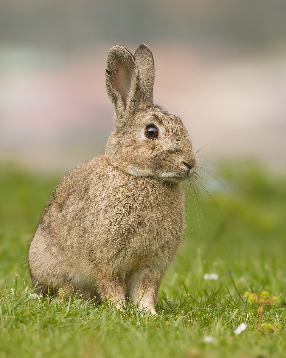 Lapin domestique