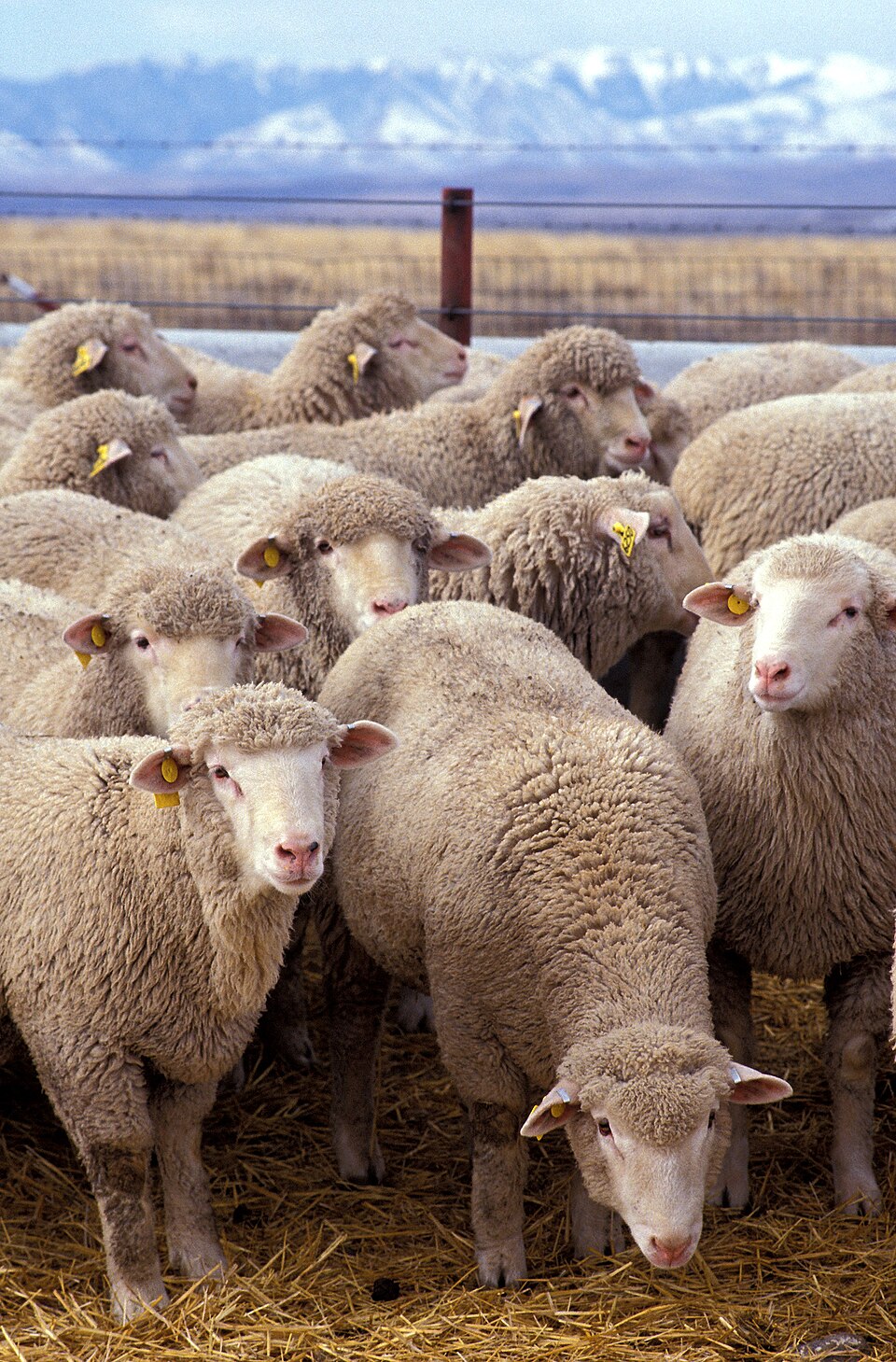 Mouton
