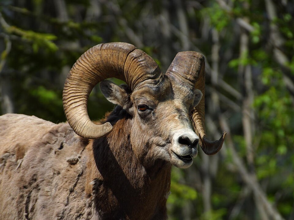 Mouflon d'Amérique