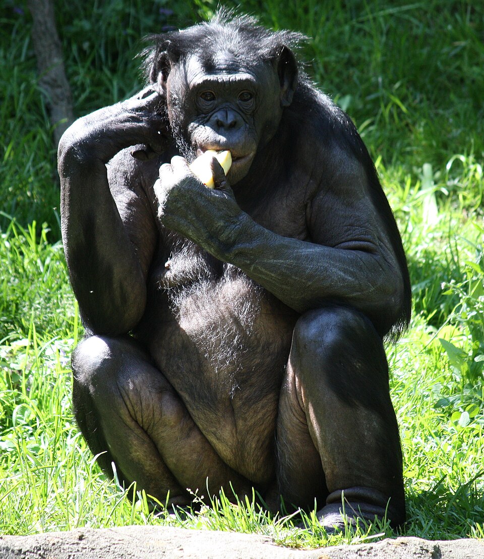 Bonobo