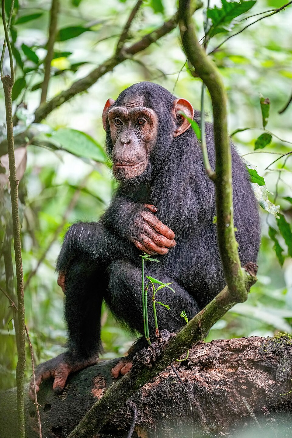 Chimpanzé
