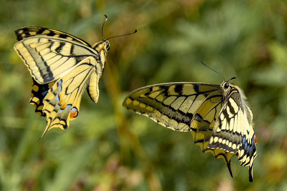 Machaon
