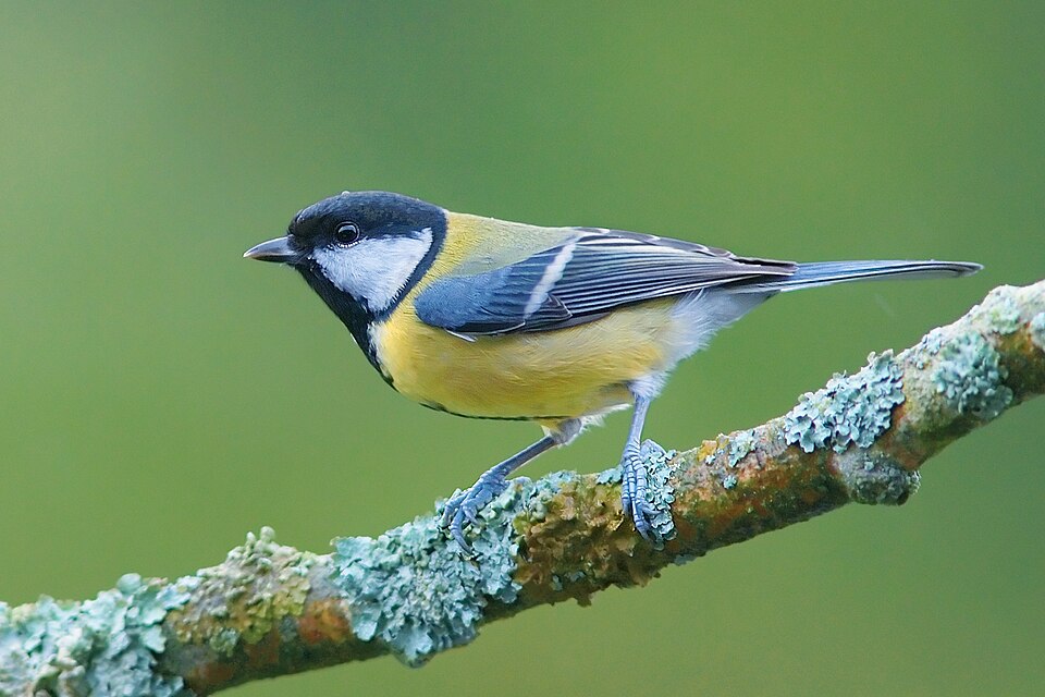 Mésange