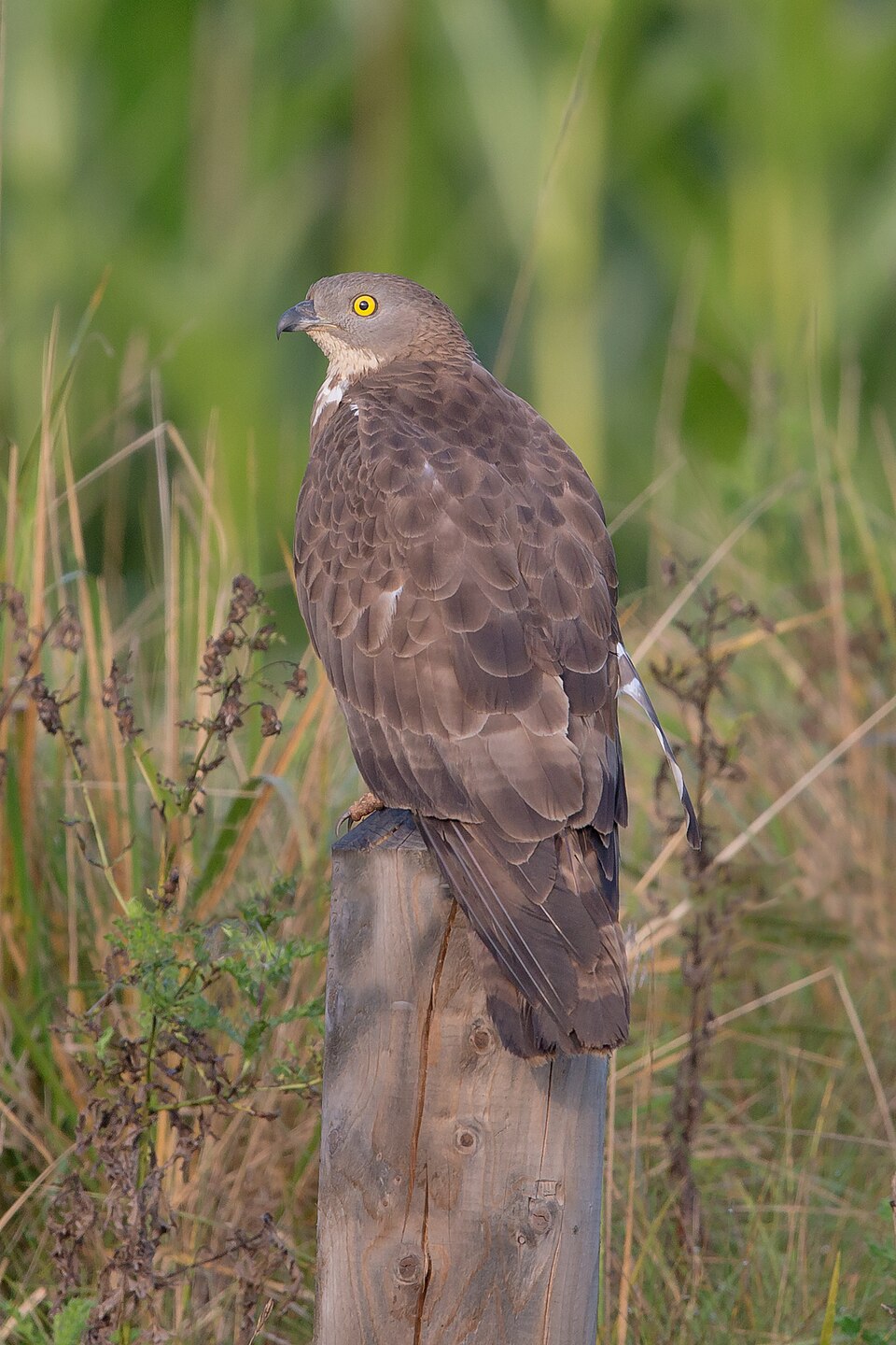 Buzzard