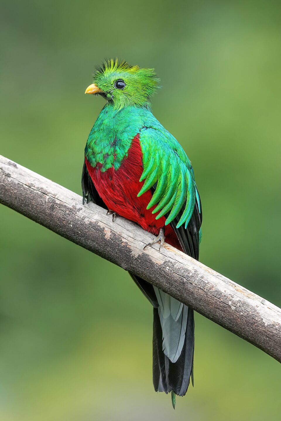 Quetzal resplendissant